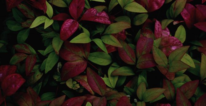 Colored leafs, plants, nature wallpaper