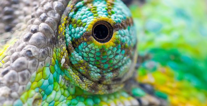 Chameleon's eye, close up wallpaper
