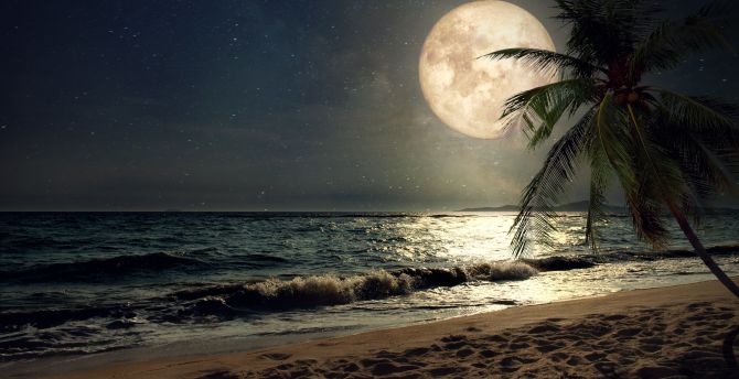 Beach, sand, night's moon, palm tree, nature wallpaper