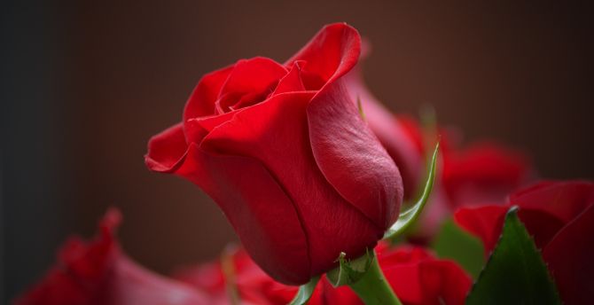 Bud, rose, red flower, close up wallpaper