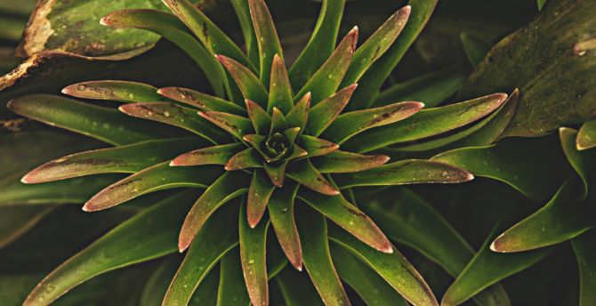 Tropical plant, leaf wallpaper