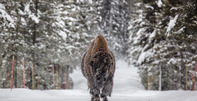Wild ad furry animal, Bison, winter wallpaper
