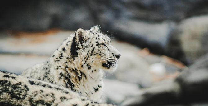 Zoo, relaxed, Snow Leopard, predator wallpaper