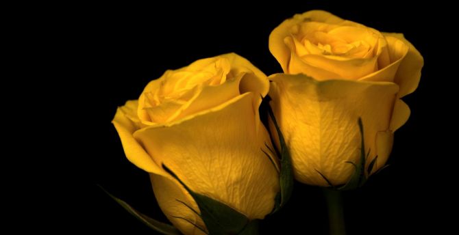 Close up, yellow roses, flower wallpaper