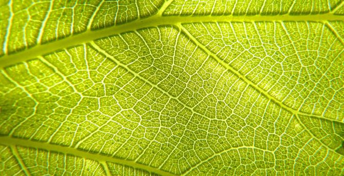 Veins, macro, leaf wallpaper