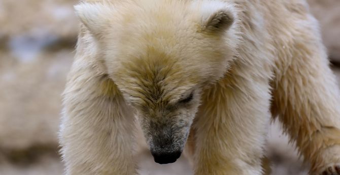 Polar bear, white, predator, wildlife wallpaper