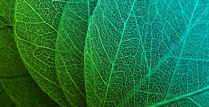 Green leaves, macro, veins wallpaper
