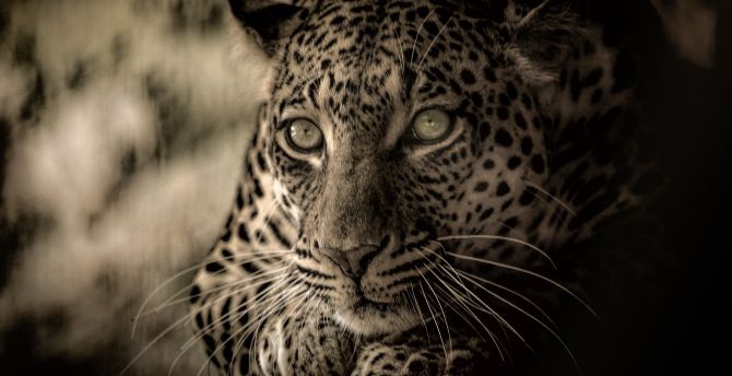 Predator, calm and relaxed, wildlife, African animal, Leopard wallpaper