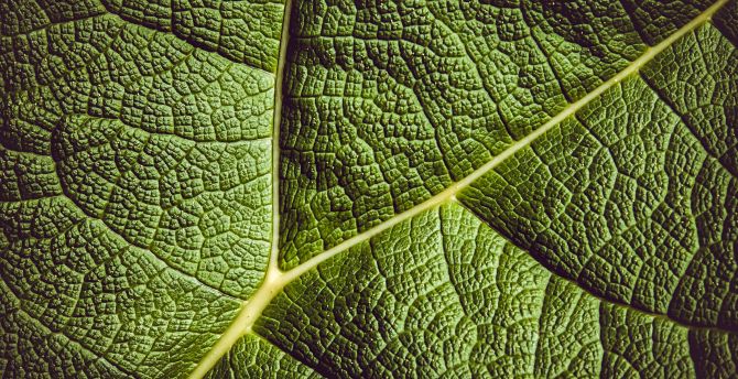 Close up, veins, green, leaf wallpaper