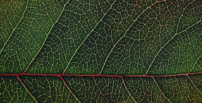 Veins, leaf, macro, close up wallpaper