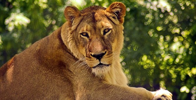 Lioness, zoo, predator, relaxed wallpaper