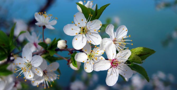 White, cherry blossom, pollen, flowers, closeup wallpaper