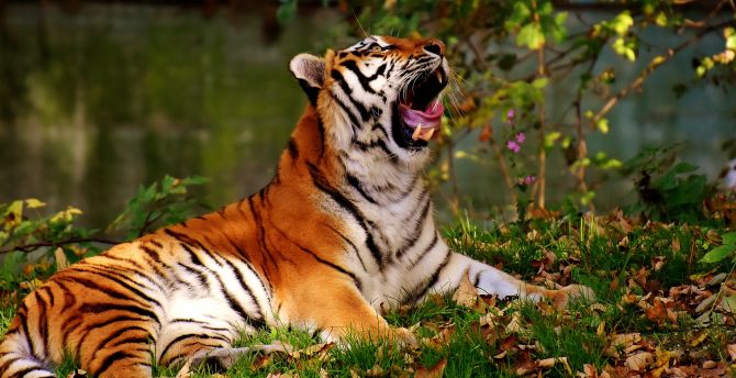 Big cat, yawn, tiger, animal, predator wallpaper