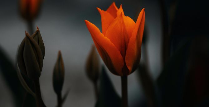 Tulip, orange flower, portrait wallpaper
