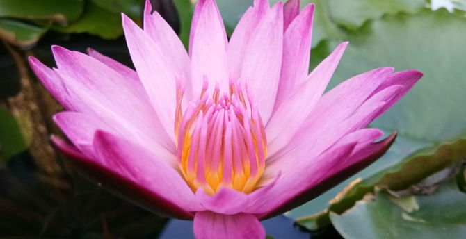 Water lily, pink flower, close up wallpaper