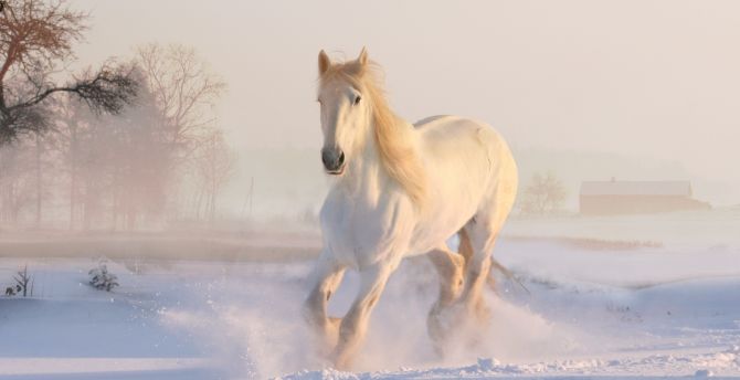 White horse, run, animal wallpaper