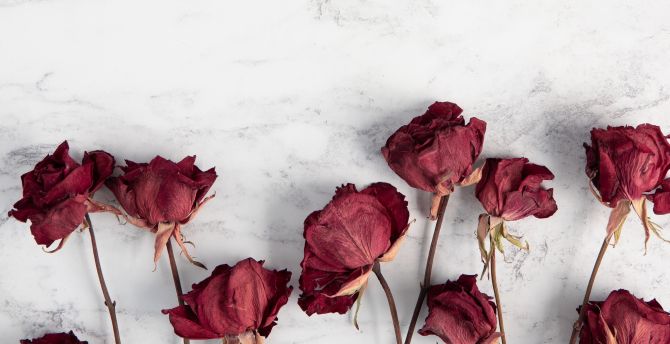 Dry, red roses, flowers wallpaper