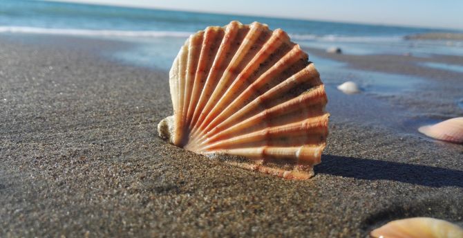 Coast, sand, shell, close up wallpaper