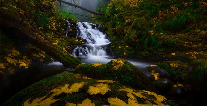 Columbia River Gorge, forest, nature wallpaper
