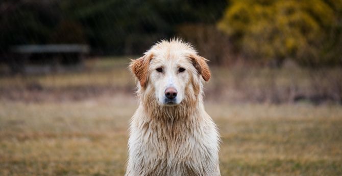 Labrador Retriever, dog, wet wallpaper
