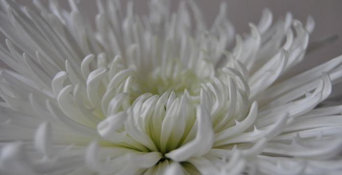 White flower, close up, petals, bloom wallpaper