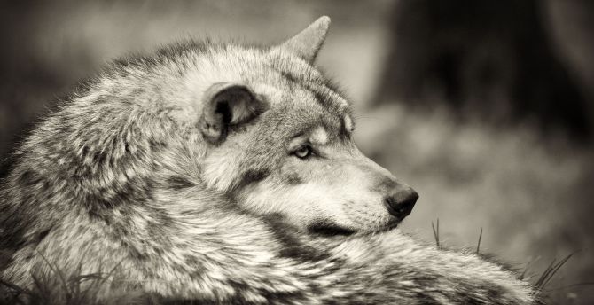 Wolf, animal wild, sepia wallpaper