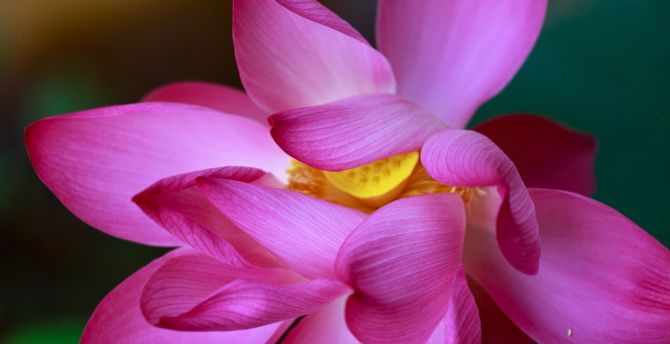 Lotus, flowers, close up, petals wallpaper