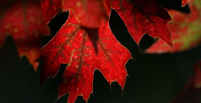 Maple leaf, red, close up wallpaper