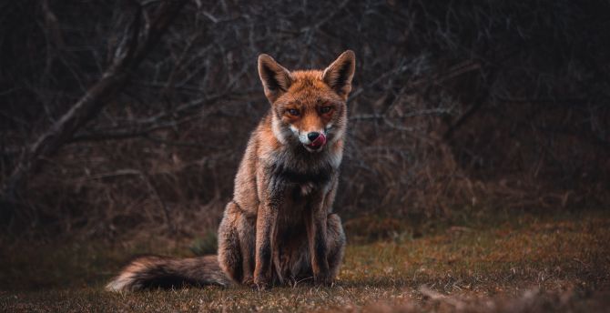 Fox, predator, animal wallpaper