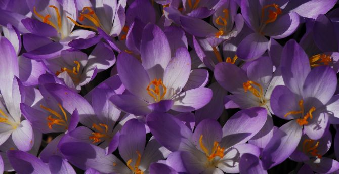 Bloom, flowers, purple crocus wallpaper