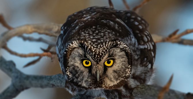 Yellow eyes of owl bird, curious predator wallpaper