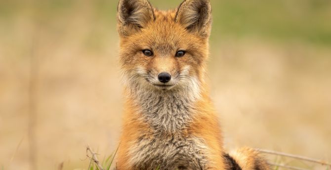 Cute, Red fox, predator wallpaper