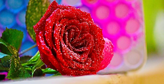 Red rose, close up, flower wallpaper
