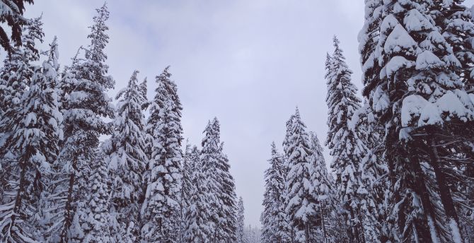 Winter day, trees, snow, nature wallpaper