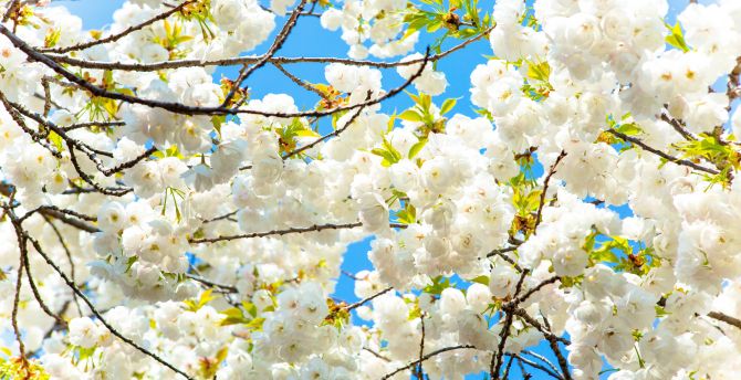 Tree branches, flowers, white, nature, blossom wallpaper
