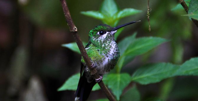 Cute, bird, close up, hummingbird wallpaper