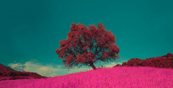 Pink flowers and tree, landscape, nature wallpaper