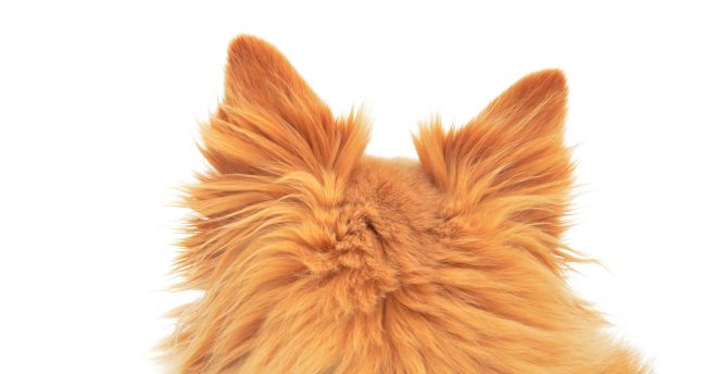 Ears, furry dog, animal, back wallpaper