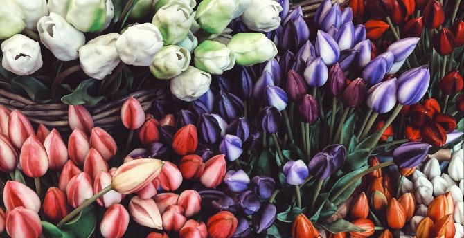 Tulips colorful, tulips, flower market wallpaper