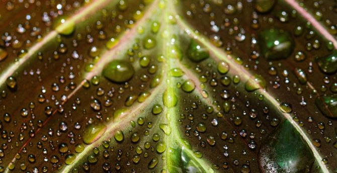 Veins of the leaf, close up, drops wallpaper