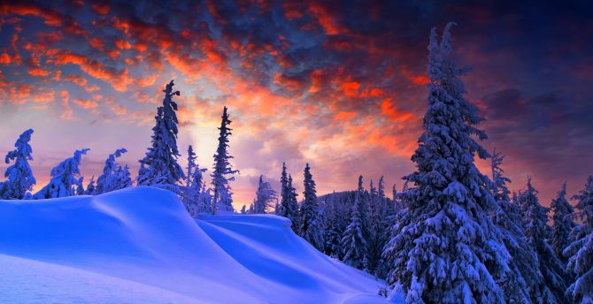 Winter evening, beautiful sky, trees, clouds wallpaper