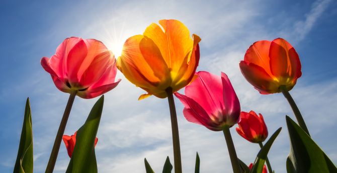 Tulips, bloom, sunny day, spring wallpaper