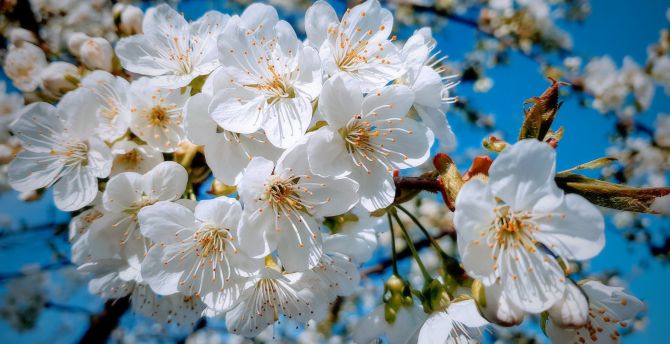 White, close up, cherry tree, spring, blossom wallpaper