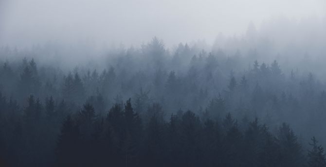 Misty day, fog, nature, trees wallpaper