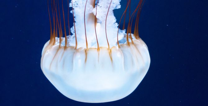 Jellyfish, white glow, underwater wallpaper