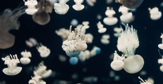 Jellyfish, underwater wallpaper