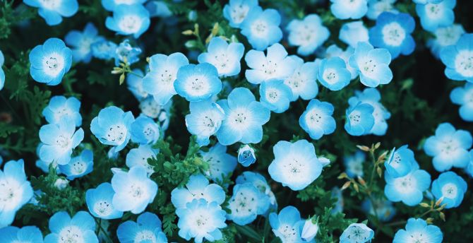Blue flower, tiny and beautiful, close up, bloom wallpaper