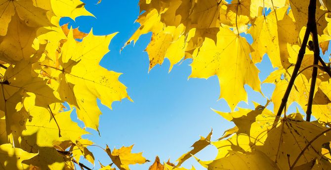 Yellow leaves, maple's leaves, autumn wallpaper