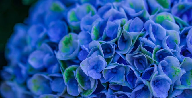 Bloom, blue, Hydrangeas, close up wallpaper