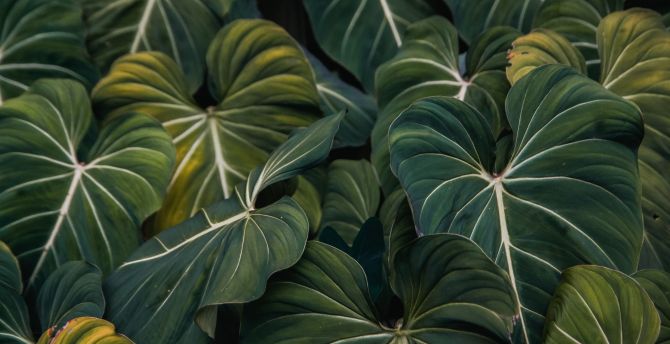 Flora, green leaf, veins, close up wallpaper